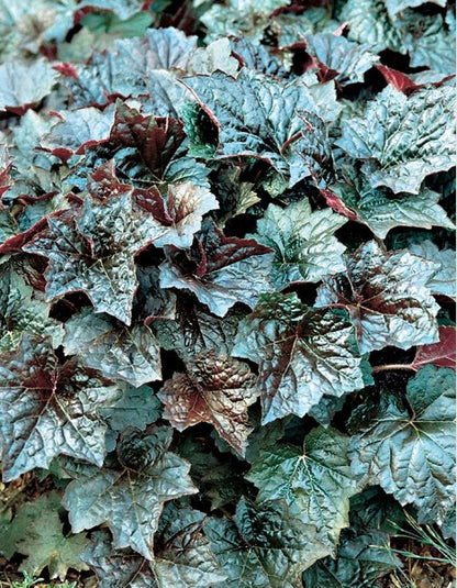 Heuchera ’Palace Purple' Coral Bells