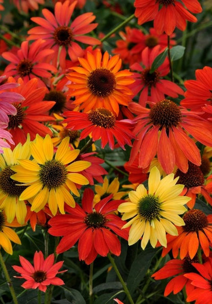 Echinacea ‘Cheyenne Spirit’ Coneflower