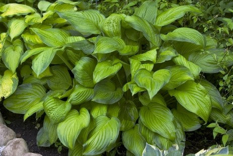 Hosta ‘Stained Glass’