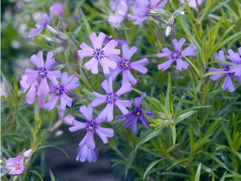Phlox ‘Purple Beauty’ Creeping Phlox