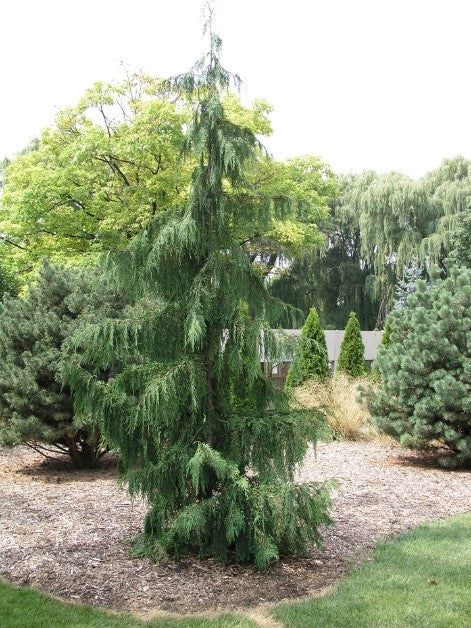 Weeping Alaskan Cypress