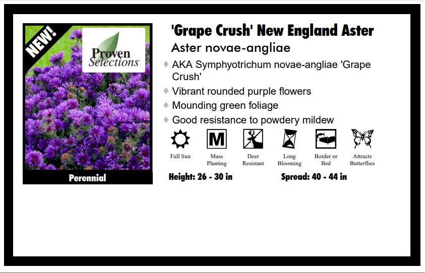 Aster "Grape Crush" Michaelmas daisies