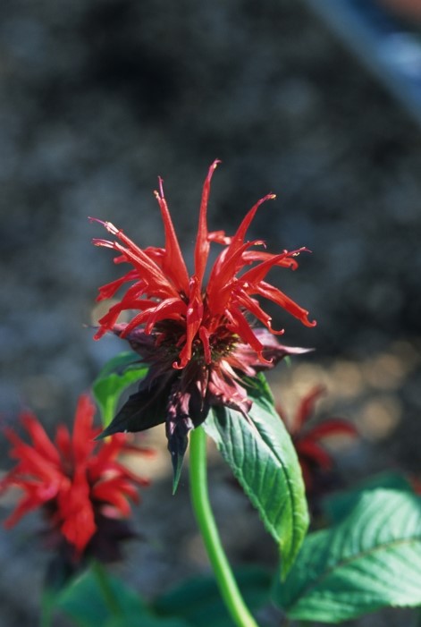 Monarda ‘Jacob Cline’ Beebalm