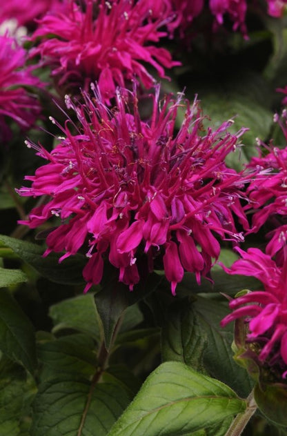 Monarda 'Balmy Purple' Beebalm