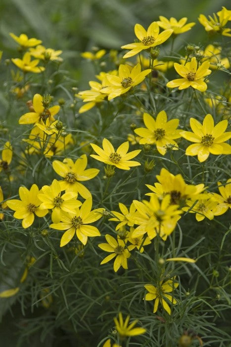 Coreopsis  ‘Zagreb’ Tickseed