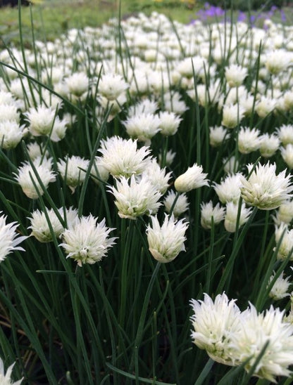 Allium 'Snowcap'