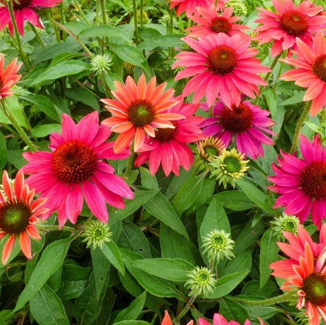Echinacea  ‘Sombrero Tres Amigos’ Coneflower