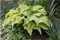 Hosta ‘Sun Power’
