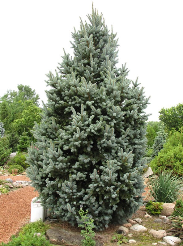 Spruce - Iseli's Columnar Blue