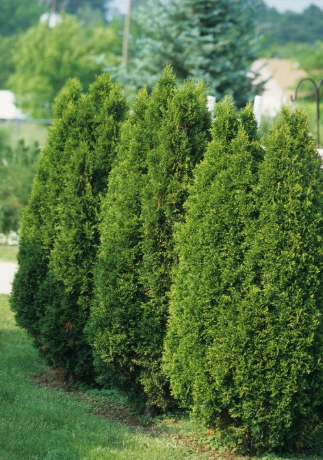 Arborvitae - Emerald Green