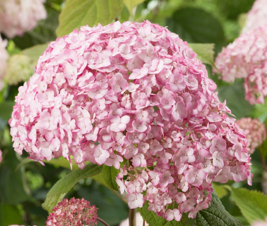 Hydrangea - Candybelle Bubblegum