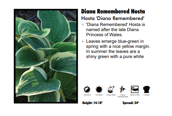 Hosta ‘Dianna Remembered’