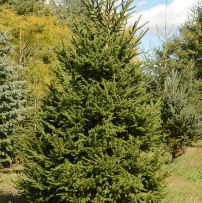 Spruce - Norway