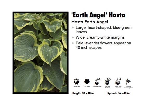 Hosta - Earth Angel