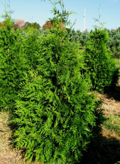 Arborvitae - Green Giant