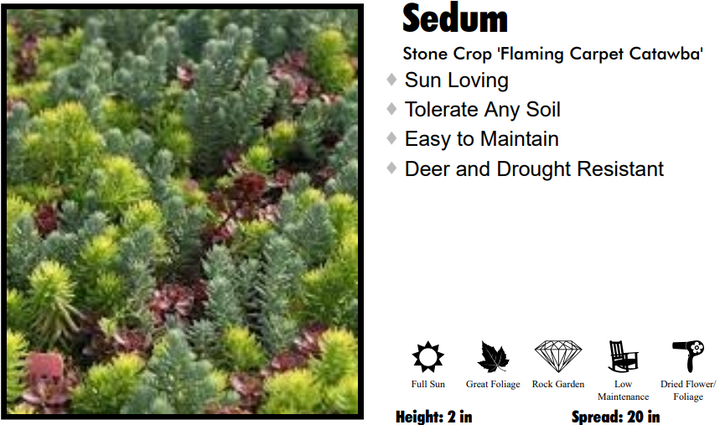 Sedum - Flaming Carpet Catawba