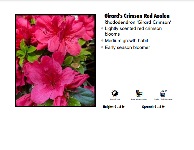 Azalea - Girard Crimson Red