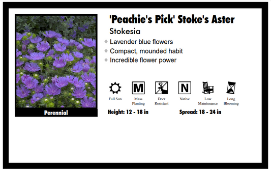 Stokesia "Peachie Pick" Stokes Aster