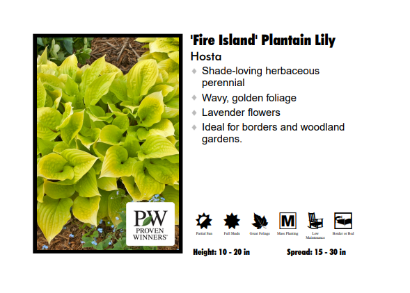 Hosta ‘Fire Island’