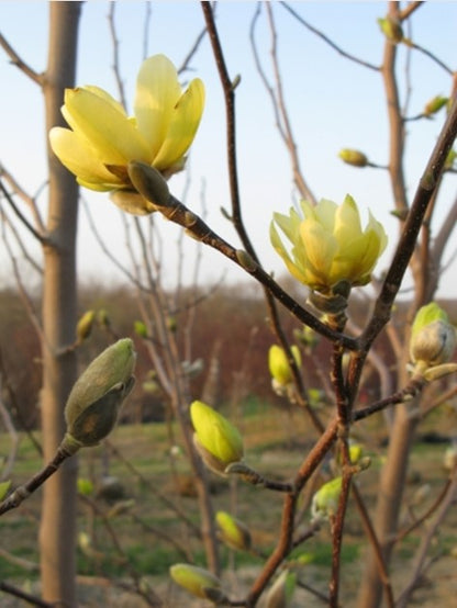 Magnolia - Butterfly Yellow
