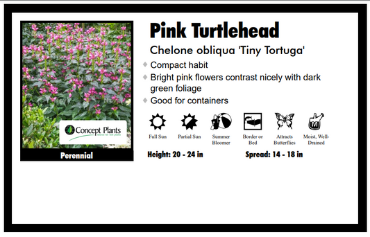 Chelone "Tiny Tortuga" Turtle Head