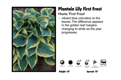 Hosta ‘First Frost’