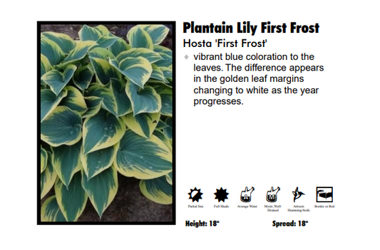 Hosta ‘First Frost’