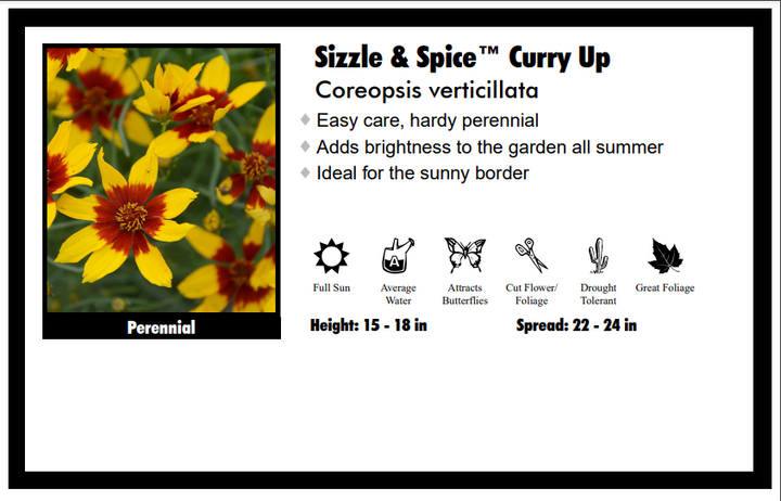 Coreopsis "Curry Up" Ticksweed