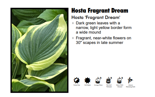 Hosta - Fragrant Dream