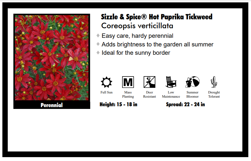 Coreopsis "Hot Paprika - Deep Red" Ticksweed