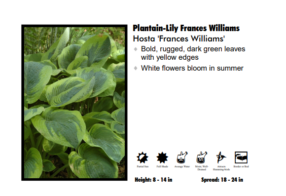 Hosta ‘Frances Williams’