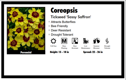 Coreopsis "Sassy Saffron - Lemon Yellow" Tickseed
