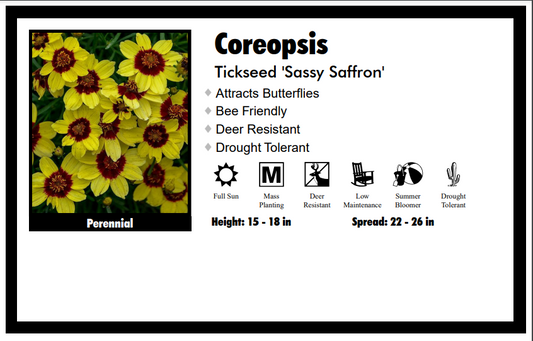 Coreopsis "Sassy Saffron - Lemon Yellow" Tickseed