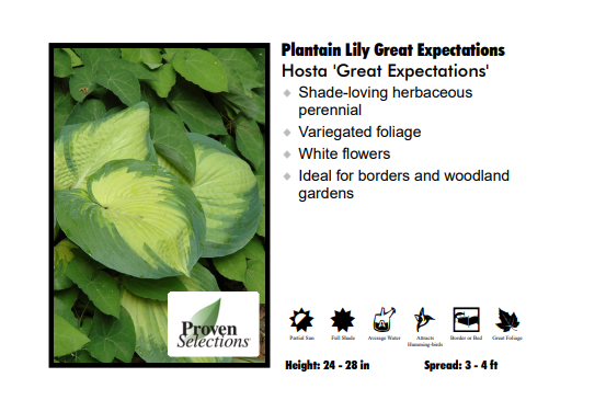 Hosta ‘Great Expectations’