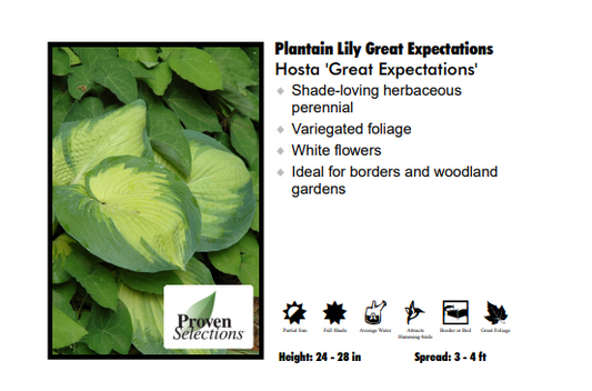 Hosta ‘Great Expectations’