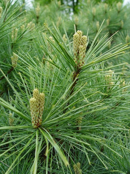 Pine - Eastern White