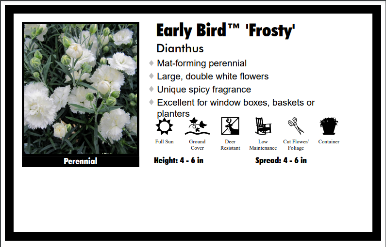 Dianthus "Early Bird Frosty White" Garden Pinks
