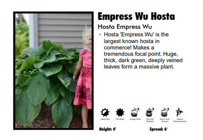 Hosta 'Empress Wu'