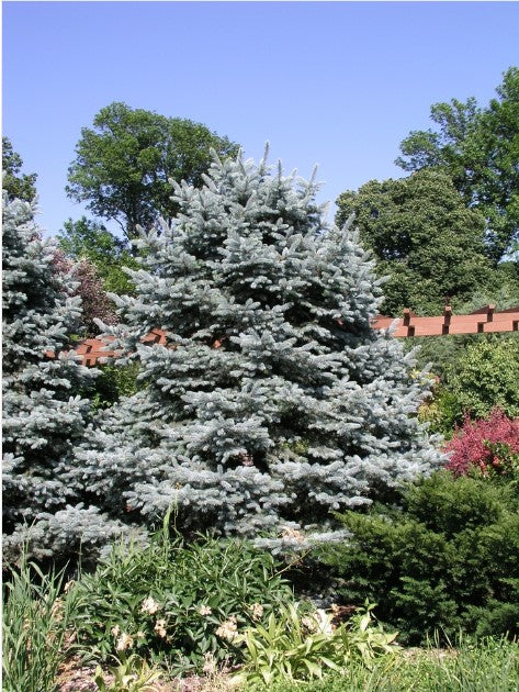 Spruce - Fat Albert Hybrid Blue