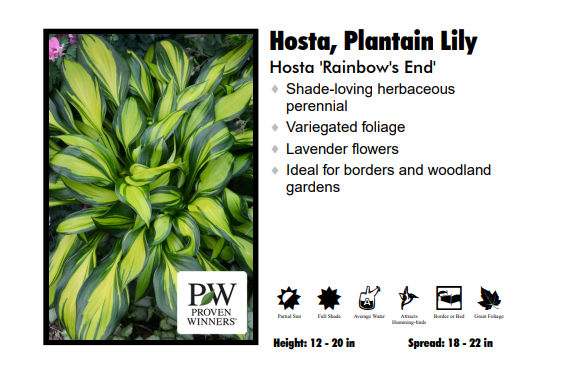 Hosta ‘Rainbow's End’
