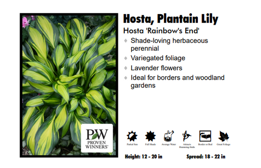 Hosta ‘Rainbow's End’