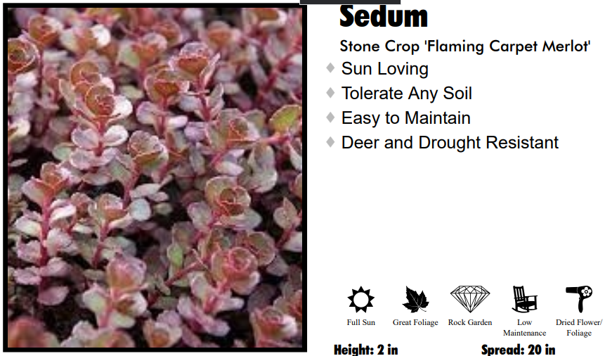 Sedum - Flaming Carpet Merlot