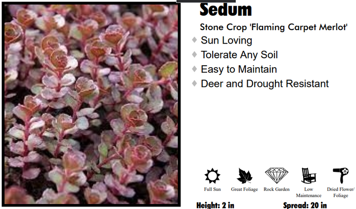 Sedum - Flaming Carpet Merlot