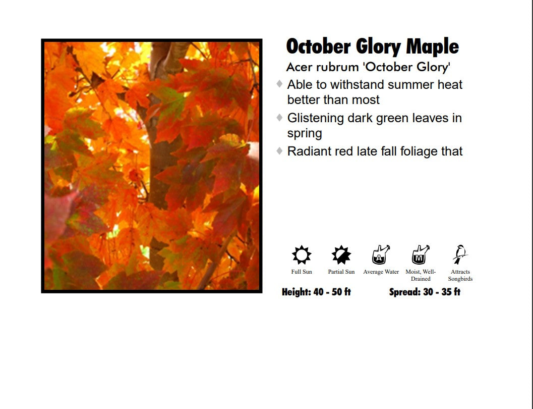 Red Maple - October Glory Calip