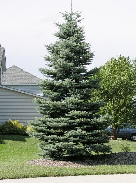 Spruce - Colorado Blue