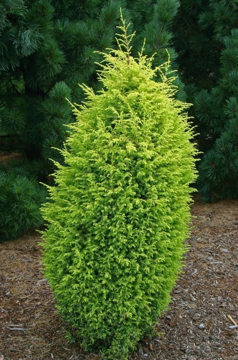 Juniper - Gold Cone