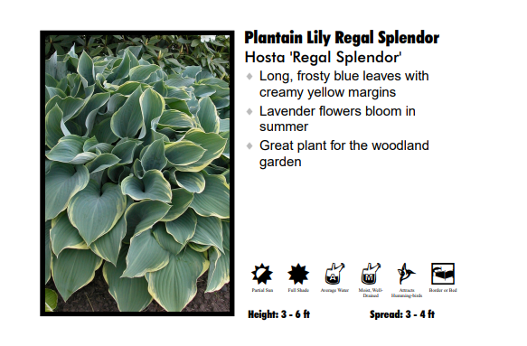 Hosta ‘Regal Splendor’