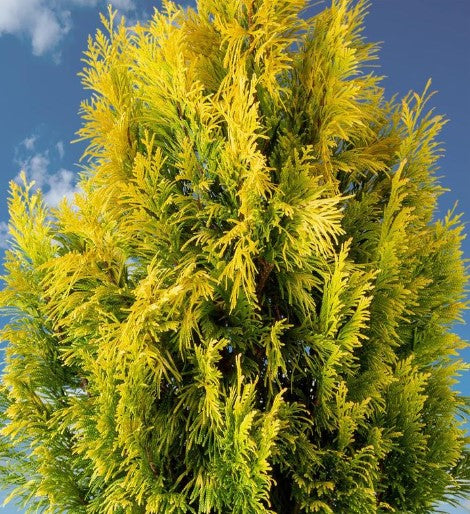 Arborvitae - Forever Goldy