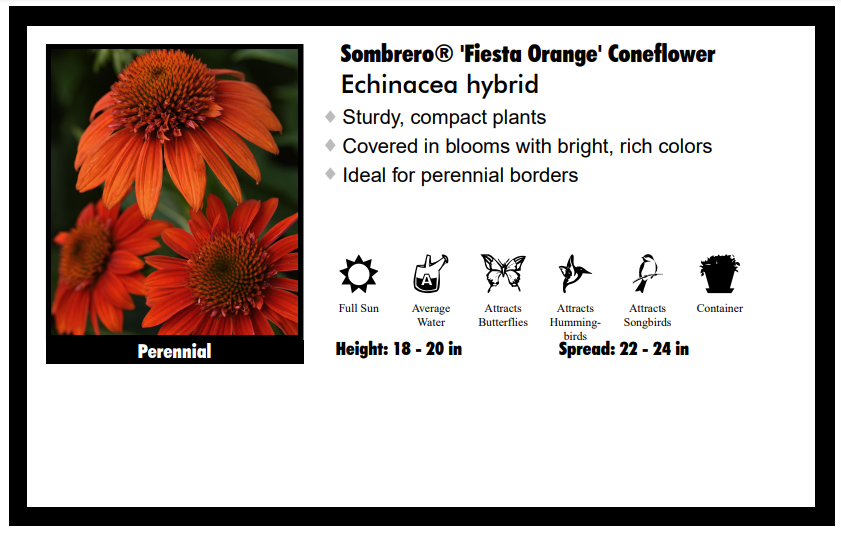 Echinacea "Fiesta Orange" Coneflower