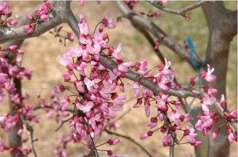 Redbud - Weeping Ruby Falls